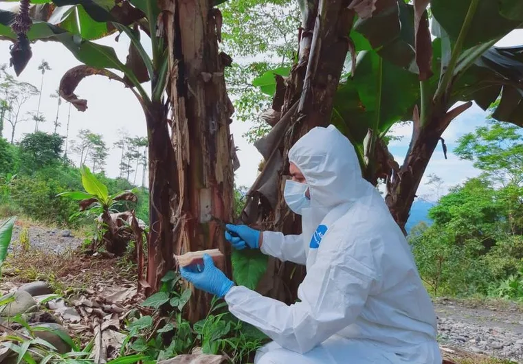 En dos años se espera que la inteligencia artificial ayude a prevenir plagas como el Fusarium raza 4 en países de la Comunidad Andina