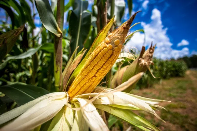 Internacional: Brasil será el mayor exportador mundial de soja y de maíz este año