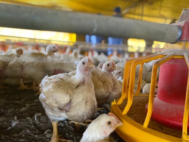 Internacional-Japón levanta suspensión: Colombia podrá exportar carne de pollo nuevamente al país asiático