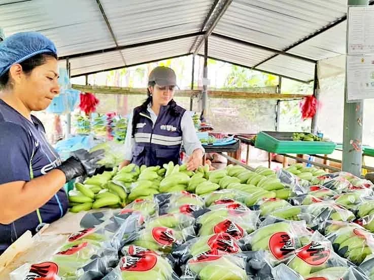 Combaten brote de moko en plantaciones de orito