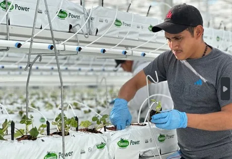 Internacional: Nature Fresh Farms lanza la fresa ecológica de invernadero