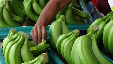 Las exportaciones de banano crecieron casi un 7% de enero a julio