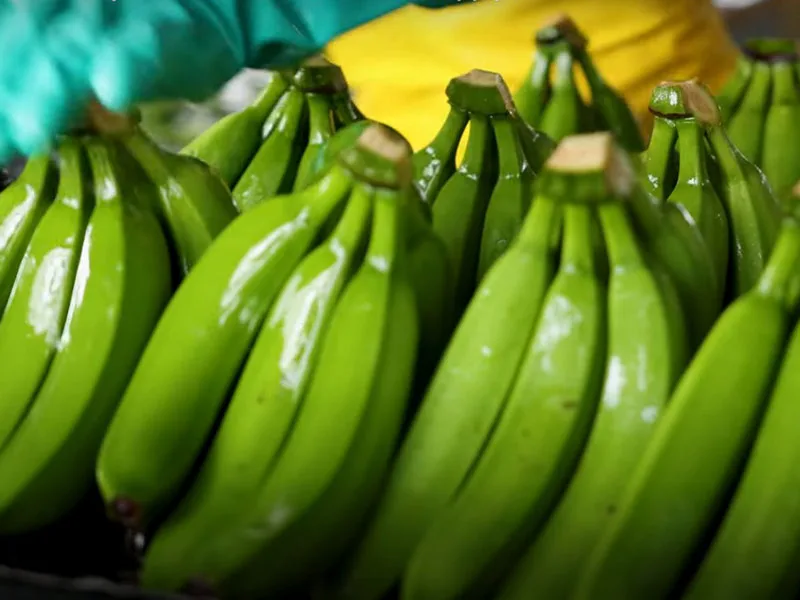 Alianza bancaria impulsa crecimiento sostenible del sector bananero