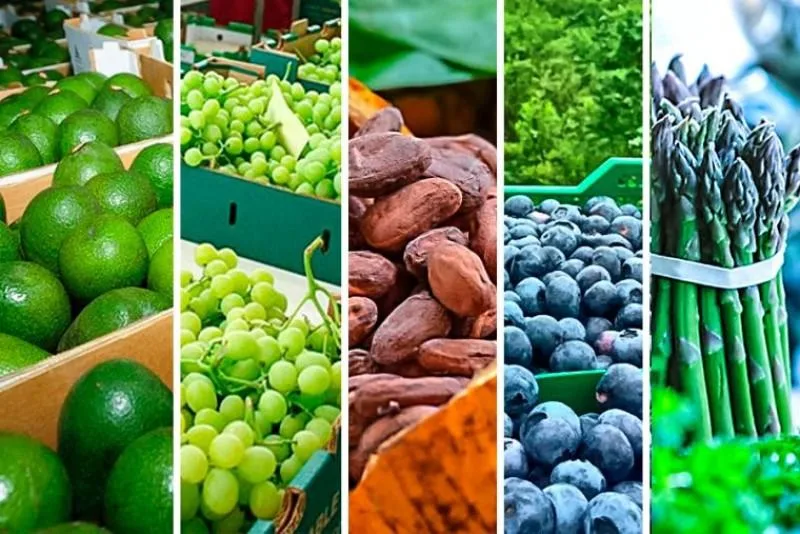 REPÚBLICA DOMINICANA: Diversificación de cultivos es clave para multiplicar ingresos al 2036