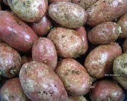 El fenómeno del “acné” en las papas explicado por los científicos.