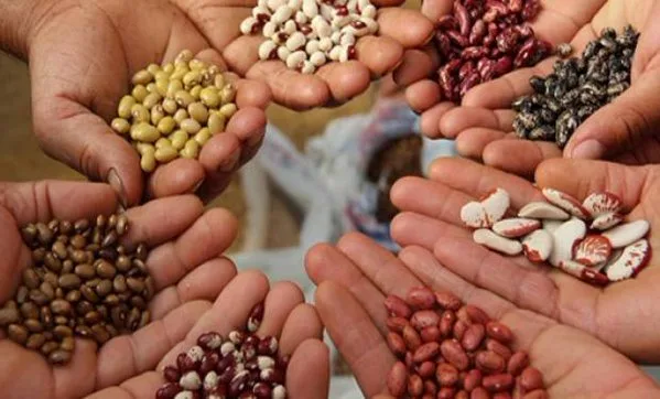 Ecuador realizó su primer Congreso de Semillas Andinas