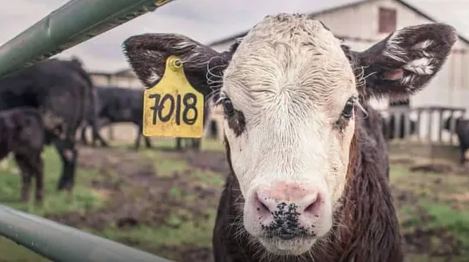 Nueva investigación encuentra que reducir el uso de antibióticos en la alimentación animal no es suficiente para combatir la resistencia a los antibióticos