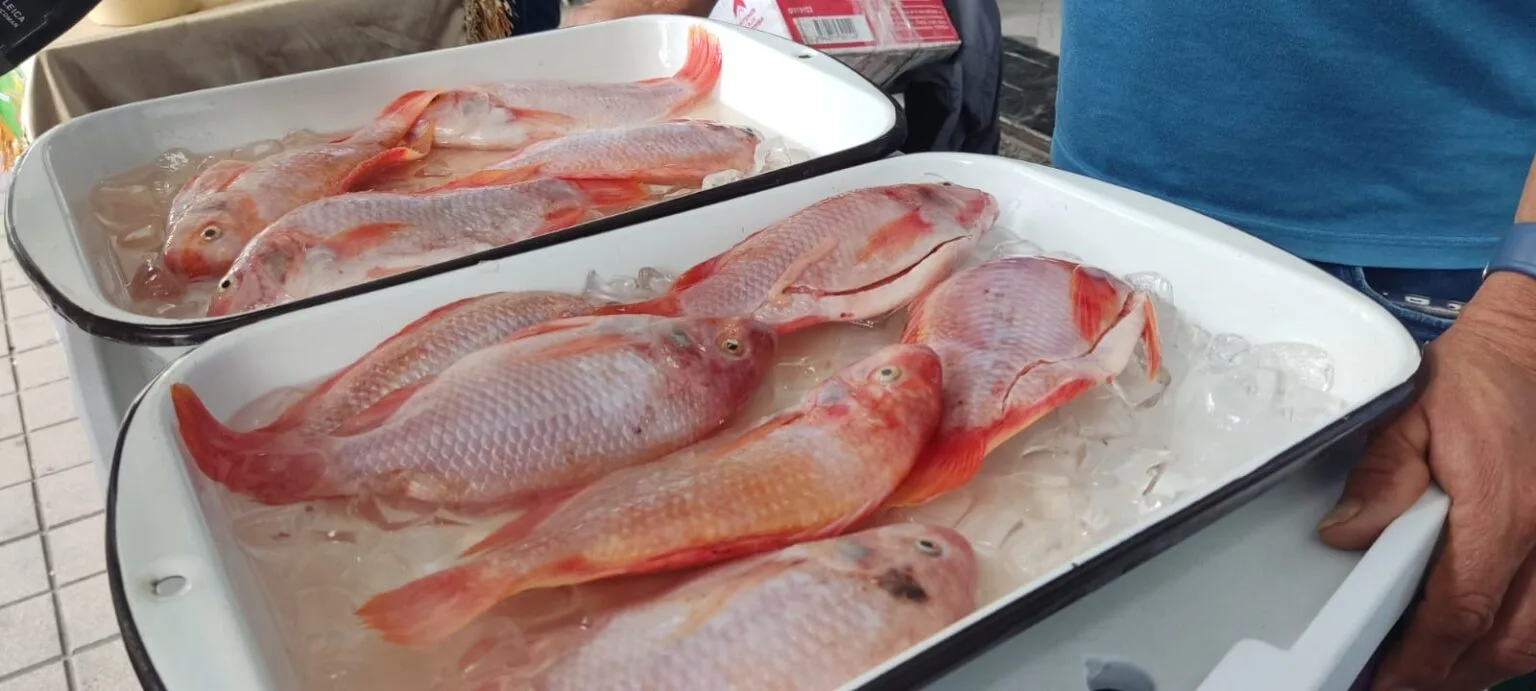 Se desarrolló Primer Encuentro Comercial de la Tilapia