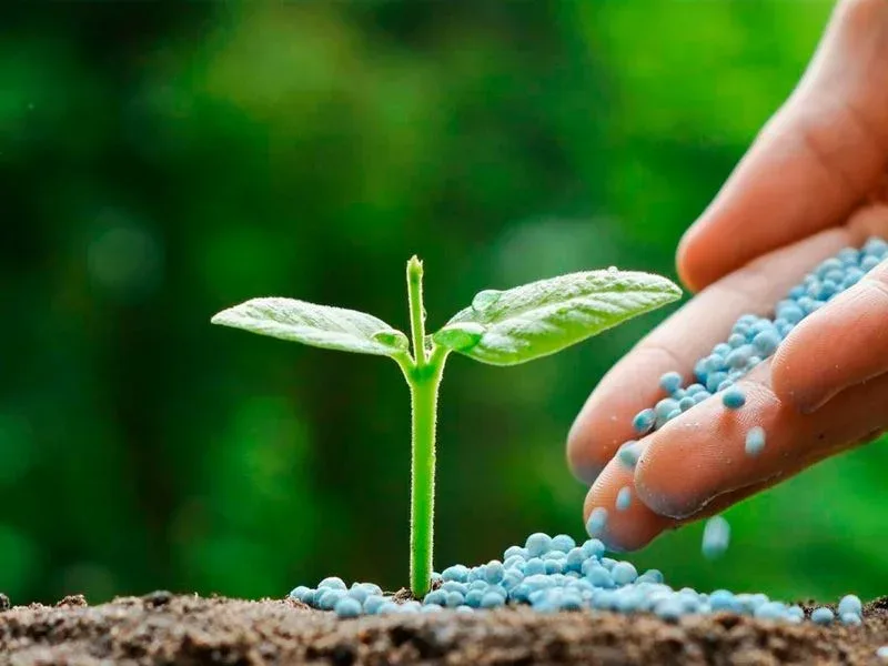 En diciembre culmina plazo para obtener licencia para adquirir fertilizantes