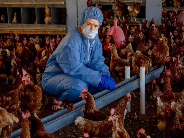 Internacional: El ICA hace un llamado urgente a los productores avícolas colombianos para protegerse de la influenza aviar
