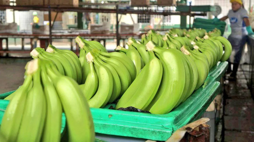 Nueva reunión este 24 de octubre por falta de acuerdo en el precio del banano