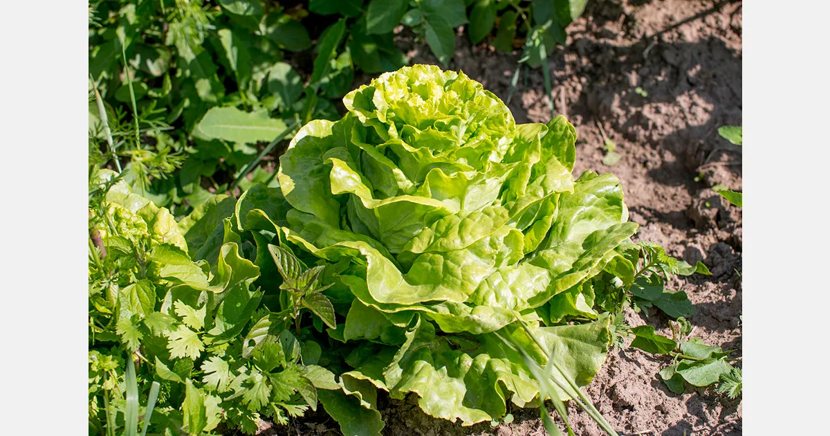Ponen en marcha un proyecto que busca obtener variedades de lechuga más resilientes a la sequía