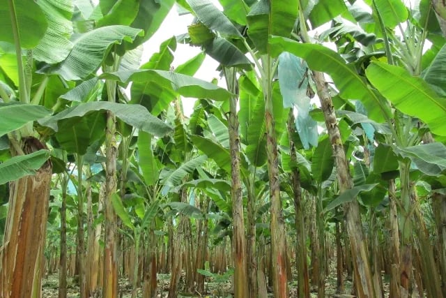 Internacional Colombia: “Se deben reforzar las medidas de bioseguridad y las acciones de prevención del Fusarium R4T en zona de frontera con Venezuela”: ICA