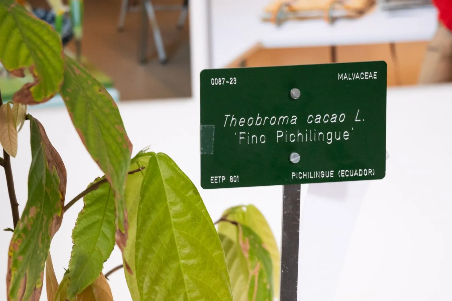 Clones donados por el INIAP a España serán parte de una exposición interactiva sobre el origen y la historia del cacao