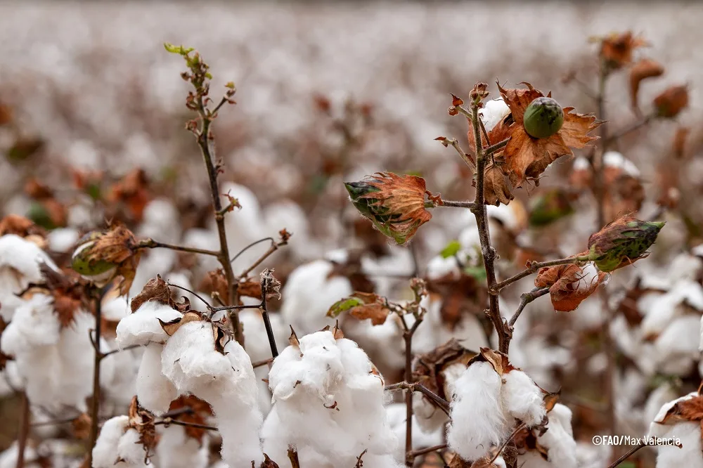 Argentina: Lanzan el primer algodón resistente a imidazolinonas