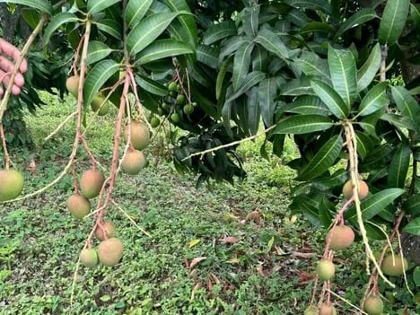 “Estamos muy ilusionados con este proyecto que empezamos con el mango orgánico para el mercado europeo”