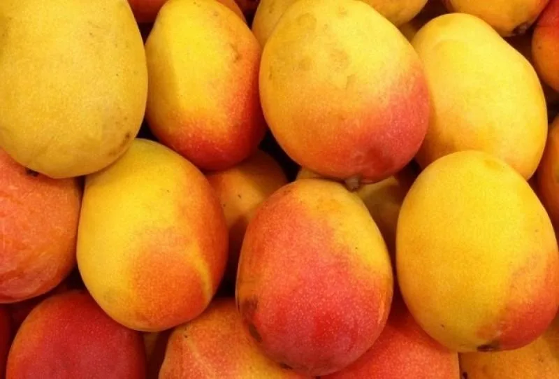 COLOMBIA: Residuos de mango: innovación en la industria de bebidas tropicales