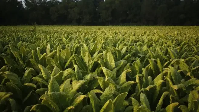 Plástico biodegradable para la fabricación de productos biomédicos a partir del tabaco