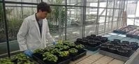 Crean nanopartículas contra el SARS-CoV-2 usando plantas