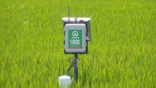 Nueva tecnología que ayuda a los productores de arroz de Arkansas
