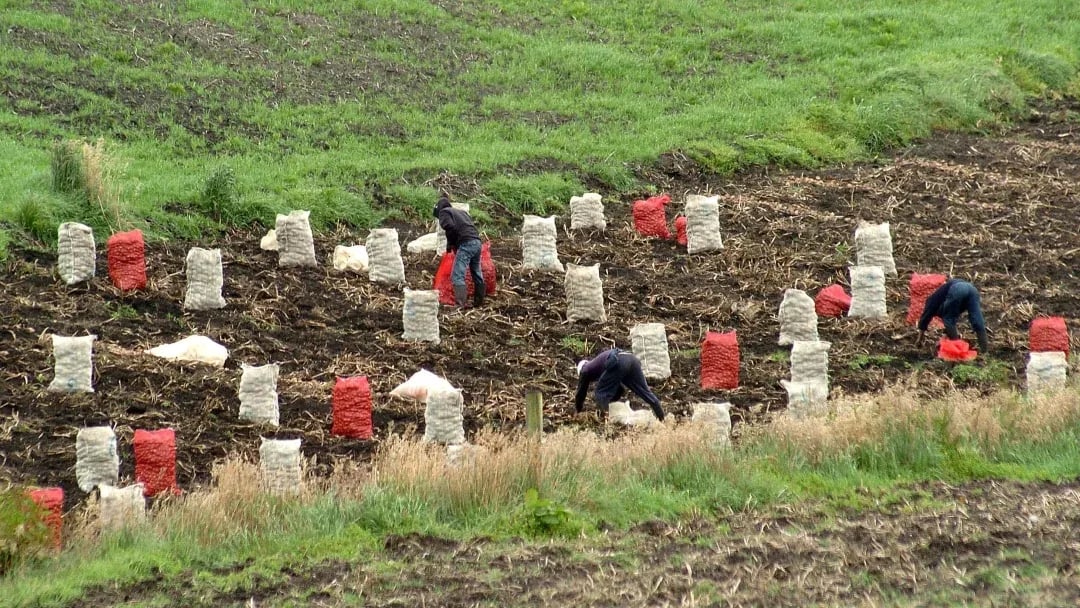 Internacional Colombia: El fenómeno de el Niño afectará más la producción agrícola entre diciembre y enero