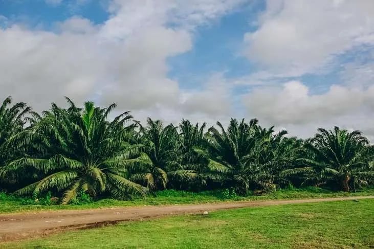 ¿Cómo cierran el año los productores de palma de aceite en Ecuador?