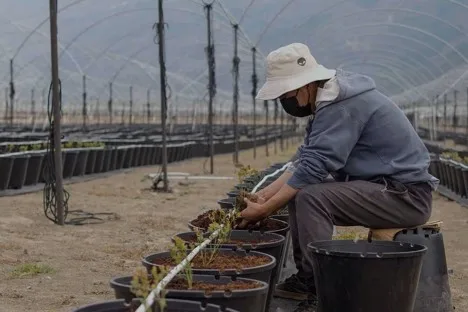 Ecuador, que acaba de llegar al sector del arándano, tiene la ventaja de poder suministrar las 52 semanas del año