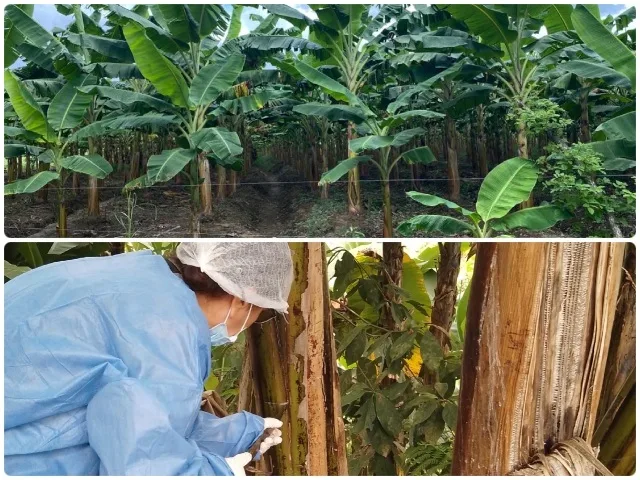 Internacional: El ICA avanza con estrategia robusta en prevención del Fusarium R4T en zona de frontera con Venezuela