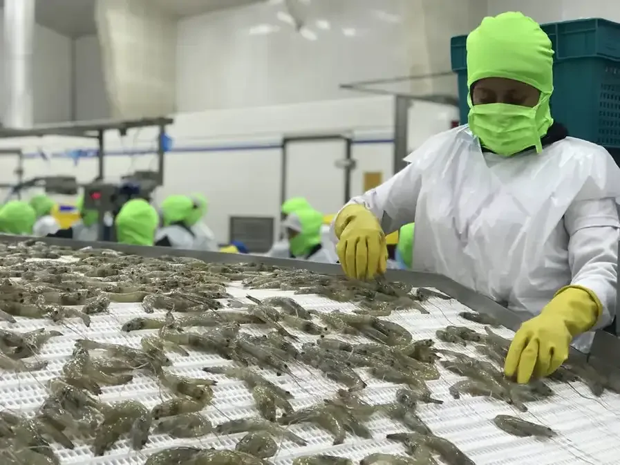 Camaroneros advierten impacto negativo de la reforma tributaria en Ecuador