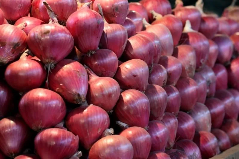 Internacional: Exportaciones peruanas de cebolla fresca crecen en valor +0.54%, a pesar de que volumen cayó -13.1% entre enero y octubre de 2023