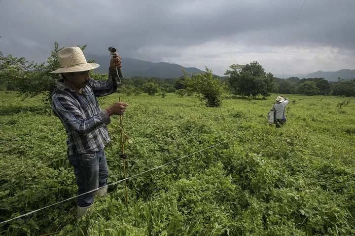En Manabí inician proyectos de ganadería regenerativa