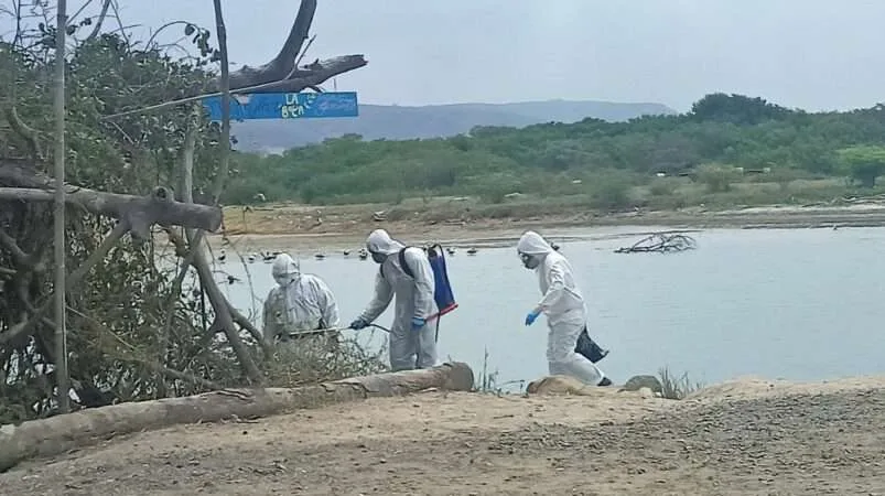 Activan protocolos sanitarios por gripe Aviar en Manabí