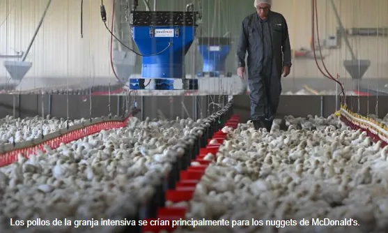 ¿Puede el pollo industrial realmente ayudar a salvar el clima?