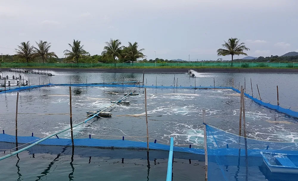 Sector camaronero en alerta ante riesgo de inundaciones por Fenómeno de El Niño