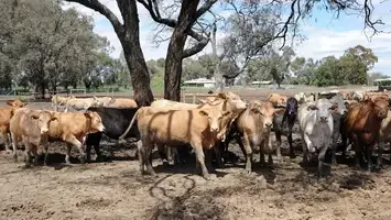 Charbray, raza sintética con alto potencial para la producción de carne en el trópico