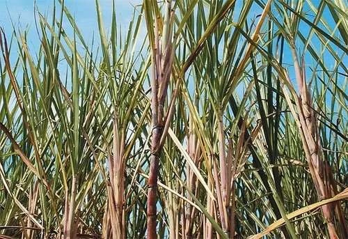 Internacional: El rol clave de Brasil en las investigaciones sobre la caña de azúcar para la generación de bioenergía
