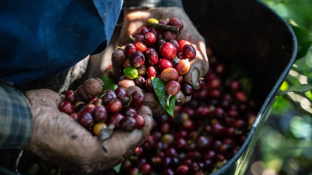 Internacional: A partir de residuos de café se obtiene compuesto clave para fabricar biocombustible