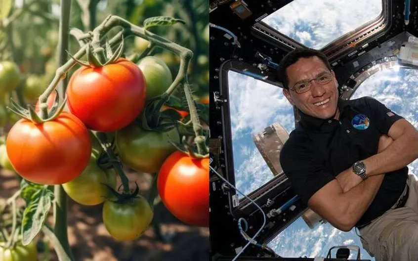 Apareció el primer tomate cosechado fuera de la tierra que se había extraviado en la Estación Espacial de la NASA