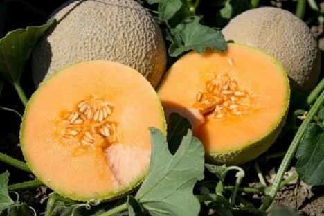Los expedidores de melón cantalupo están preocupados por las consecuencias del brote de "Samonella"
