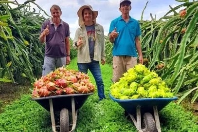 Internacional: Los productores de pitahaya del Sur de Brasil aspiran a superar las 4.000 toneladas en la campaña 2024