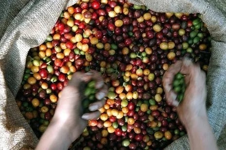 Las exportaciones del café salvadoreño cayeron más del 13 % al cierre del ciclo 2022-2023
