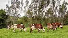 Científicos revelaron en una investigación que las vacas tienen profundidad emocional