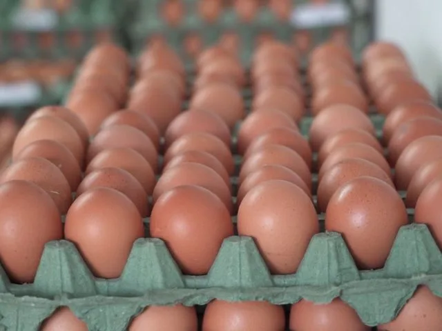 ESPAÑA:La gripe aviar impulsa al alza el precio del huevo tras sacrificar 2,7 millones de aves