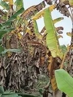 Plataneros de El Carmen enfrentan dificultades por baja de precios, el moko y la inseguridad