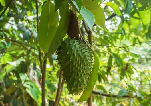 La guanábana, una fruta con muchos retos para el 2024