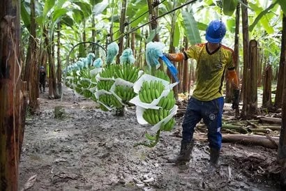 Productores y exportadores de musáceas tienen hasta el 31 de diciembre para registrar contratos