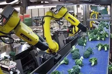 Murcia: "La demanda de brásicas y coles es un 30% superior a lo esperado en Europa y los precios son altísimos"