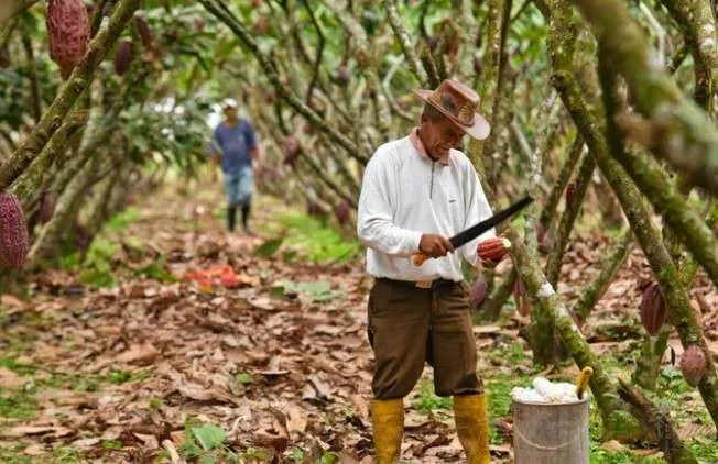 Ecuador Impulsa Estrategias de Sostenibilidad para Asegurar Acceso al Mercado Europeo