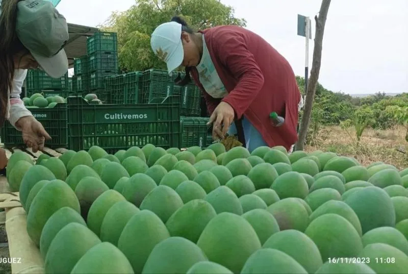 Internacional: Comerciantes internacionales se preguntan cómo reaccionarán los clientes europeos con tan poco mango peruano y qué sucederá a futuro