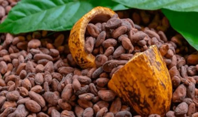 El precio récord del cacao impulsa expectativas de crecimiento en Ecuador